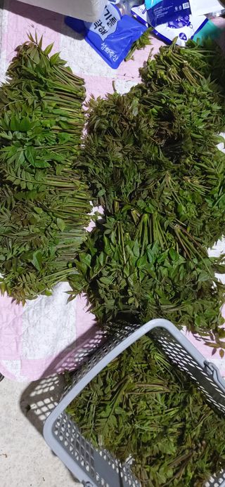 산마루농장님의 작성글 사진