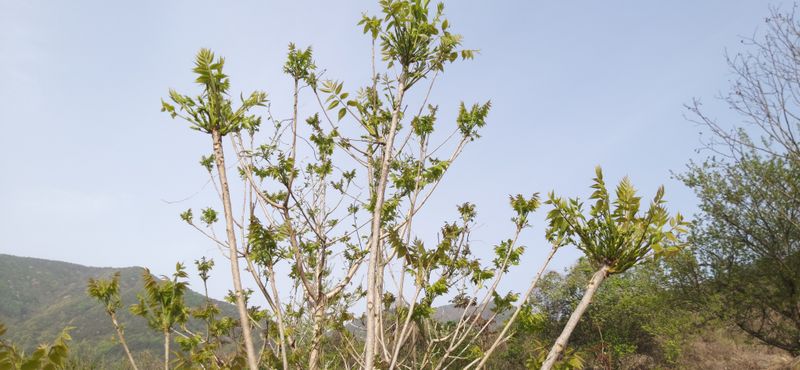 산마루농장님의 장터 판매 상품 [옻순판매합니다(판매ㅡ완료)] 첨부 사진