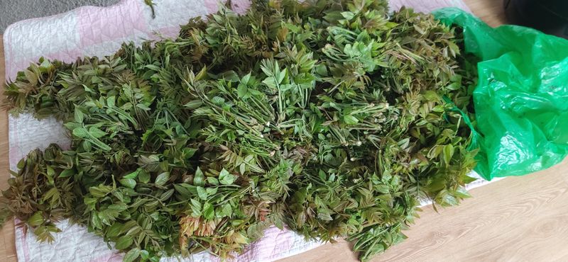 산마루농장님의 장터 판매 상품 [옻순판매합니다(판매ㅡ완료)] 첨부 사진