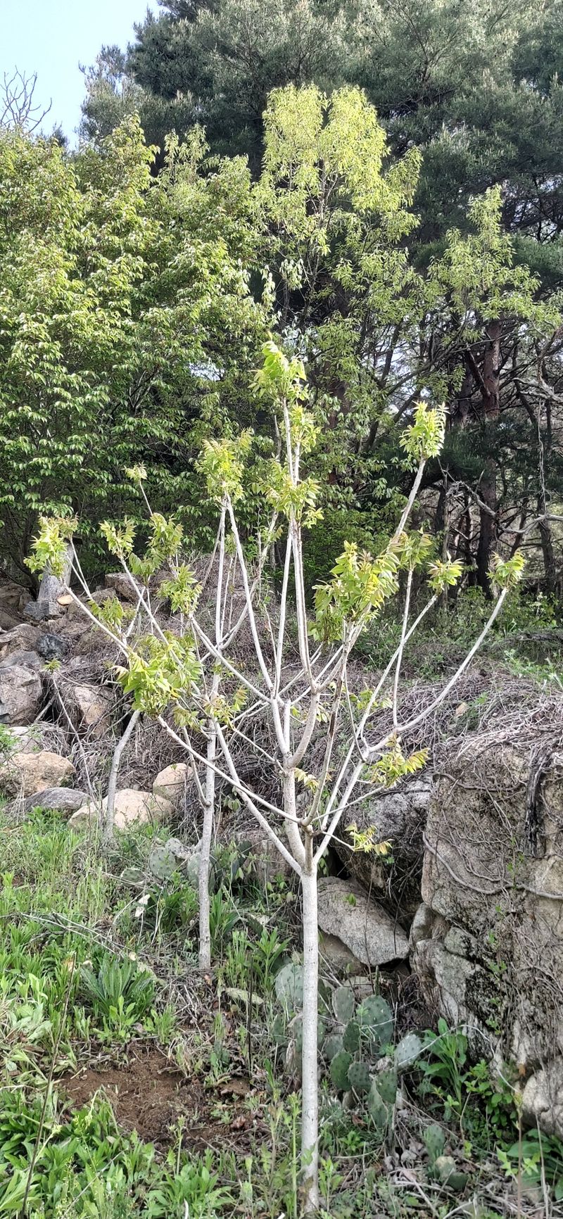 산마루농장님의 장터 판매 상품 [옻순판매합니다(판매ㅡ완료)] 첨부 사진