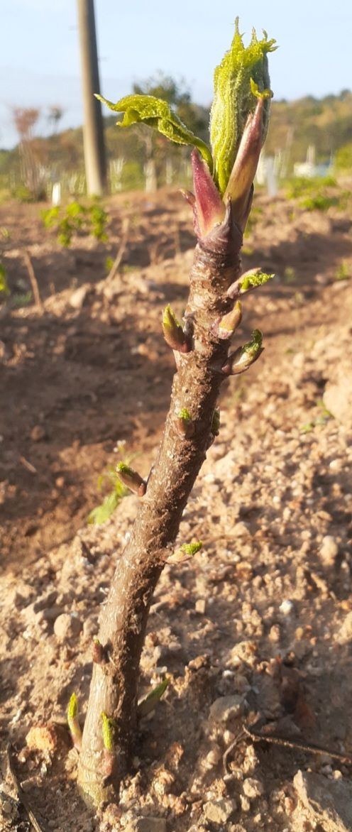 장터 상품 [민엄나무 2년생 ] 썸네일