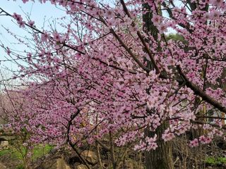 자연농원 순 강재옥님의 자유주제 · 자유게시판 작성글 사진