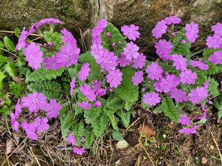자연농원 순 강재옥님의 자유주제 · 자유게시판 작성글 사진