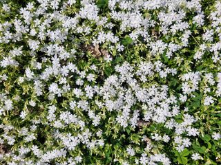 자연농원 순 강재옥님의 자유주제 · 자유게시판 작성글 사진