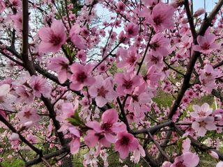 자연농원 순 강재옥님의 자유주제 · 자유게시판 작성글 사진