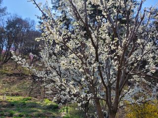자연농원 순 강재옥님의 자유주제 · 자유게시판 작성글 사진