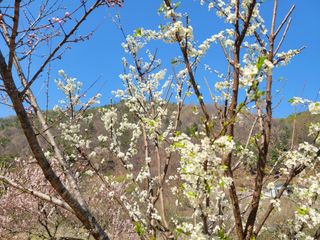 자연농원 순 강재옥님의 자유주제 · 자유게시판 작성글 사진