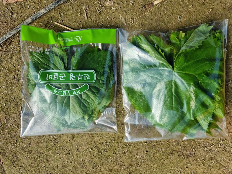 최종범님의 장터 판매 상품 [곤달비 1kg] 첨부 사진