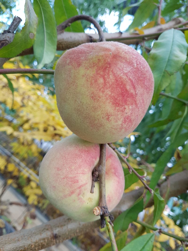 장터 상품 [겨울복숭아 형상홍도 묘목 판매] 썸네일