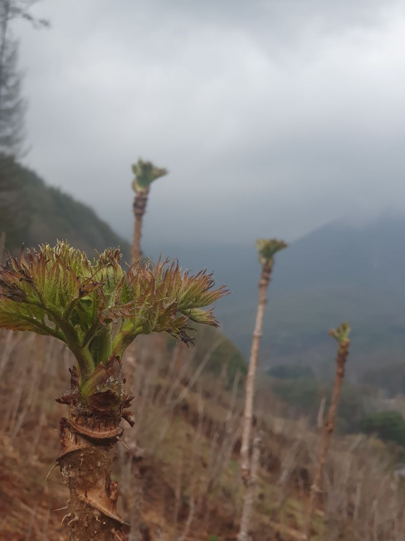 인생은 소풍처럼님의 장터 판매 상품 [참두릅과 엄나무순1kg 선주문] 첨부 사진