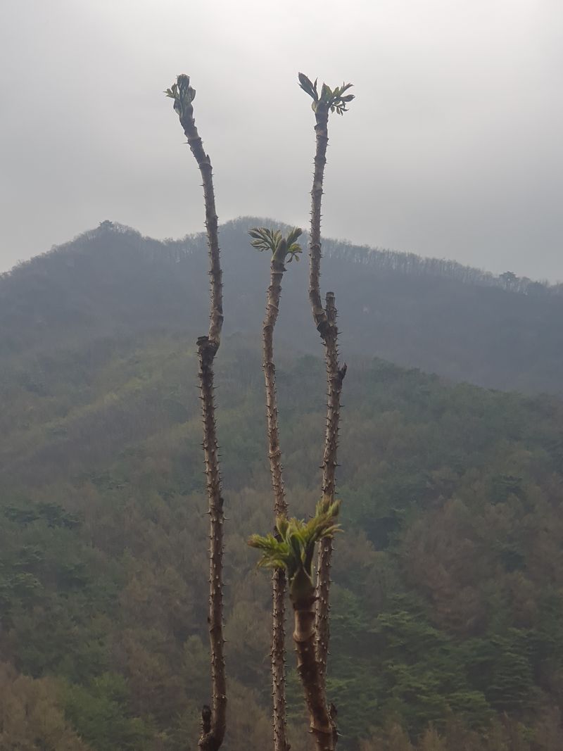 인생은 소풍처럼님의 장터 판매 상품 [참두릅과 엄나무순1kg 선주문] 첨부 사진