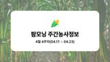 옥수수 농사도우미님의 옥수수·농사길잡이 작성글 사진