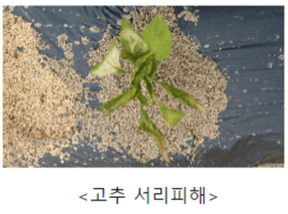 ๊ณ ์ถ ๋์ฌ๋์ฐ๋ฏธ๋์ ๊ณ ์ถ ยท ํ์ข
โข์ ์ ์์ฑ๊ธ ์ฌ์ง