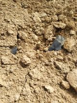 팜모닝 두릅·자연재해•동물피해 게시글 이미지