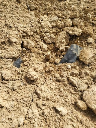 설악산고구마님의 두릅 · 자연재해•동물피해 작성글 사진