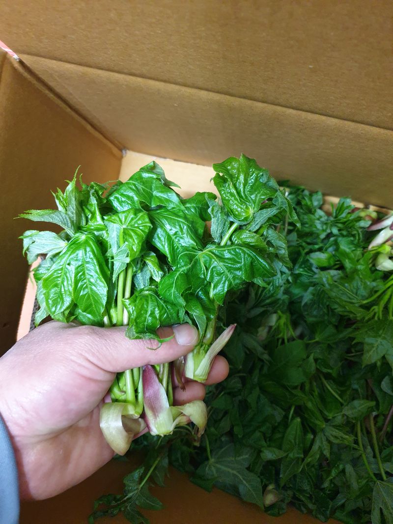 장터 상품 [개두릅1kg] 썸네일