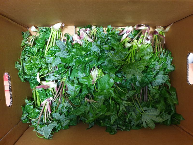 우승님의 장터 판매 상품 [개두릅1kg] 첨부 사진