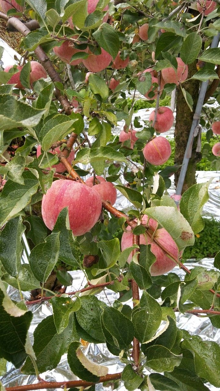 장터 상품 [사과5키로20과] 썸네일