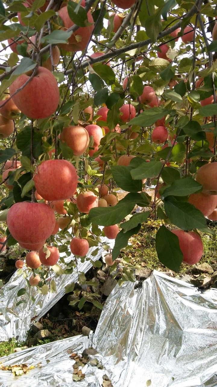 꽃다지사과농원님의 장터 판매 상품 [사과5키로20과] 첨부 사진