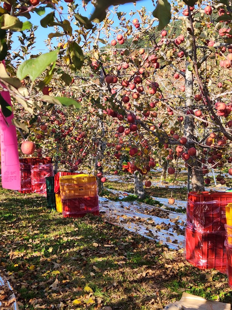 꽃다지사과농원님의 장터 판매 상품 [사과5키로20과] 첨부 사진