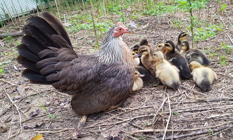 계초님의 장터 판매 상품 [오리병아리분양 30마리] 첨부 사진