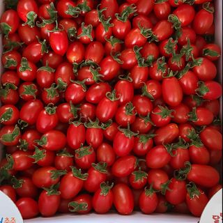 정오농장님의 작성글 사진