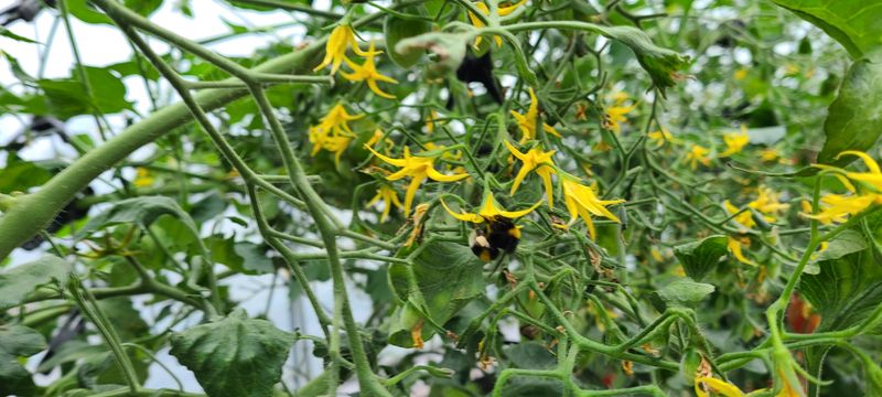 정오농장님의 장터 판매 상품 [달달한 대추 방울토마토 3kg] 첨부 사진