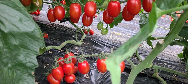 정오농장님의 장터 판매 상품 [달달한 대추 방울토마토 3kg] 첨부 사진