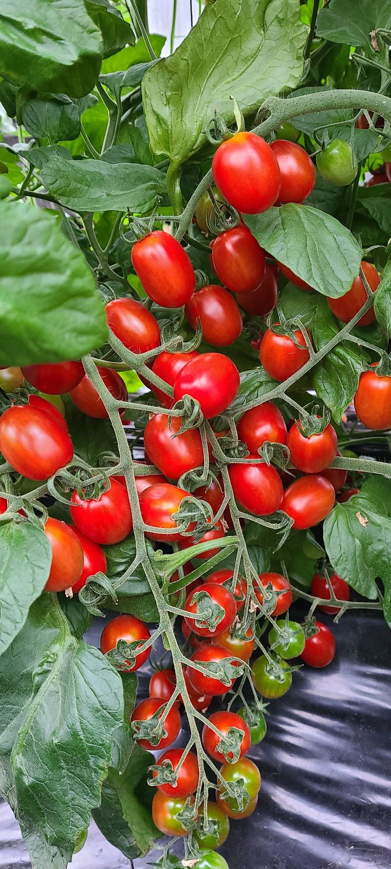 장터 상품 [달달한 대추 방울토마토 3kg] 썸네일