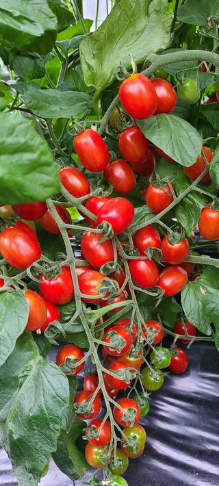 정오농장님의 작성글 사진