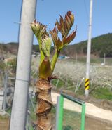 팜모닝 두릅·수확 게시글 이미지