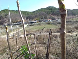 이명화님의 두릅 · 수확 작성글 사진