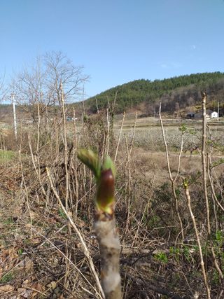 이명화님의 두릅 · 수확 작성글 사진