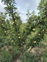 팜모닝 자두·자유게시판 게시글 이미지