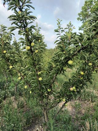 아준님의 자두 · 자유게시판 작성글 사진