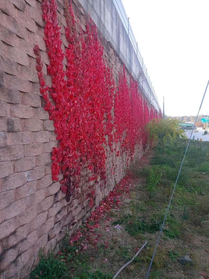 장터 상품 [미국담쟁이 ] 썸네일