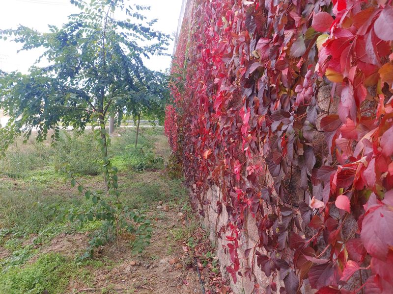수국 은 나의희망님의 장터 판매 상품 [미국담쟁이 ] 첨부 사진