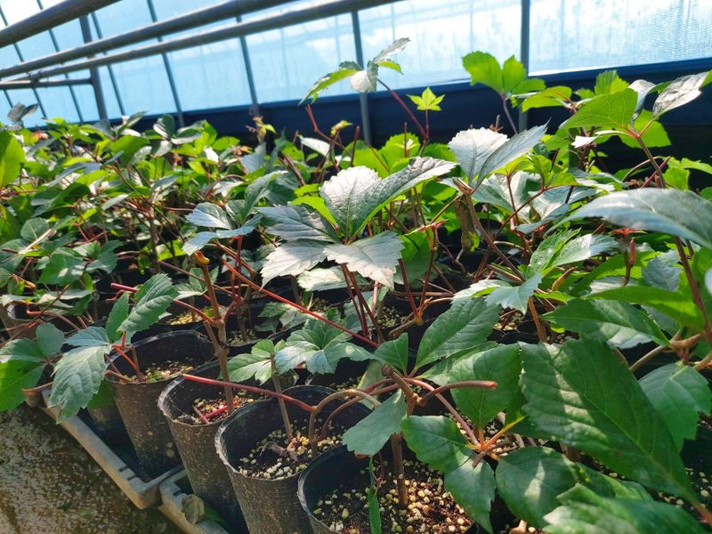 수국 은 나의희망님의 장터 판매 상품 [미국담쟁이 ] 첨부 사진