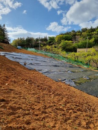 이남신님의 호박 · 자유게시판 작성글 사진