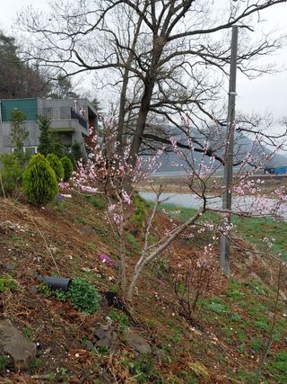 갑중봉황커피사과농장님의 자유주제 · 사진전 작성글 사진
