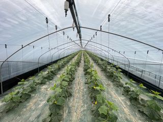 이승하님의 오이 · 자유게시판 작성글 사진