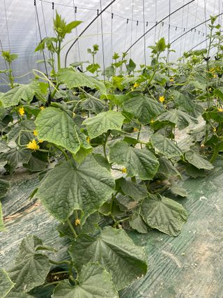 이승하님의 오이 · 자유게시판 작성글 사진