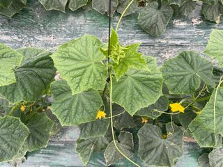 이승하님의 오이 · 자유게시판 작성글 사진