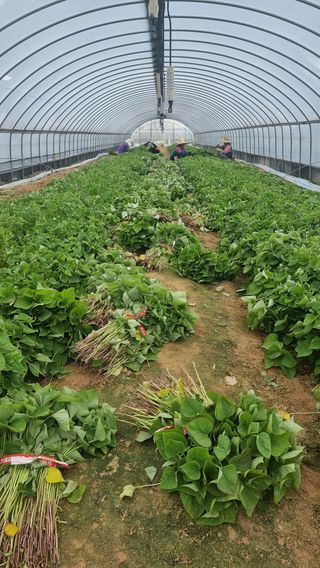 김동수님의 우리동네 · 동네정보 작성글 사진