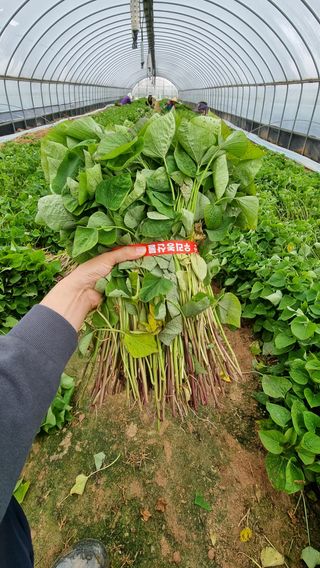 김동수님의 우리동네 · 동네정보 작성글 사진