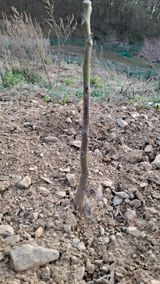 팜모닝 기타작물·병해충상담 게시글 이미지