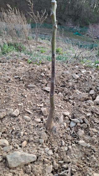 백경님의 기타작물 · 병해충상담 작성글 사진