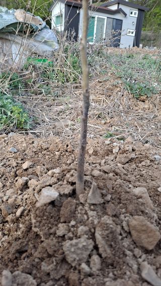 백경님의 기타작물 · 병해충상담 작성글 사진