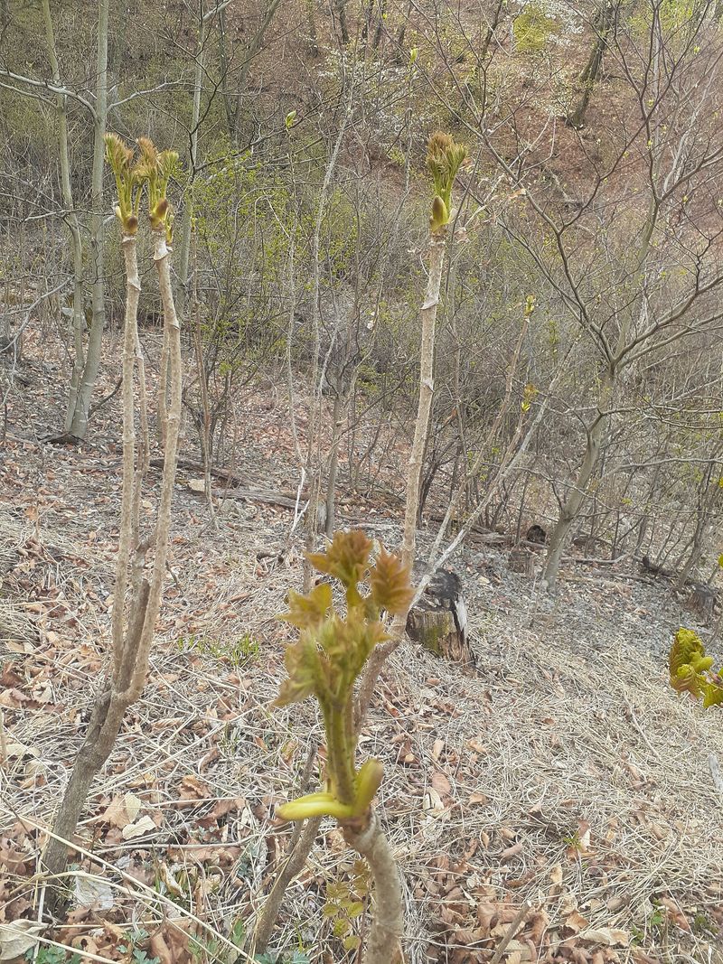 장터 상품 [두릅1kg] 썸네일