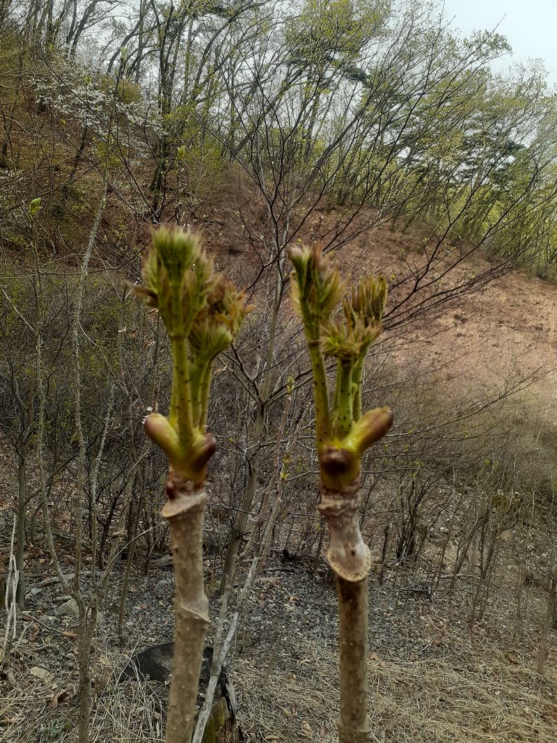 김연수님의 장터 판매 상품 [두릅1kg] 첨부 사진